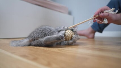 Young Caucasian male playing with funny little gray Scottish Straight kitten at home sitting on floor. Child tabby cat owner cheers up with pet toys. Man spending time with domestic animal