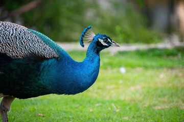 Pavo real colorido caminando y posando en un parque 