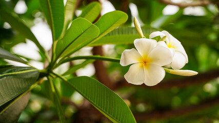 beautiful white flower on a tree at garden, park flower concept. 