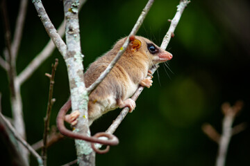 Opossum Cub, Photographed in the municipality of Nova Ponte, State of Minas Gerais, Brazil.