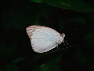 butterfly on a leaf