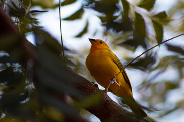 yellow-crested canary
