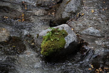 River in a rainy day
Patagonia, Argentina