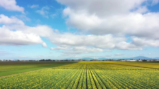 Colorful Daffodils in the Skagit Valley, Washington. Aerial drone look at the graphic rows of daffodil flowers blooming in this agricultural area of western Washington state. 