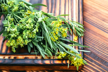 Medicinal plant Euphorbia esula, commonly known as green spurge or leafy spurge of milkweed in...