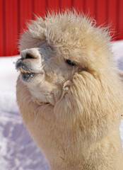 Obraz premium Winter view of furry alpaca in the snow in a farm in New Jersey