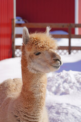 Fototapeta premium Winter view of furry alpaca in the snow in a farm in New Jersey