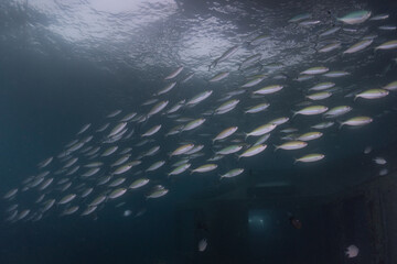 Fish swim in the Red Sea, colorful fish, Eilat Israel
