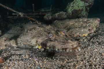 Fish swim in the Red Sea, colorful fish, Eilat Israel

