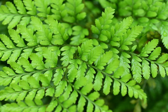 Green leaf Davallia fern (Davallia trichomanoides Bl), Ornamental plant at home and garden, Nature background