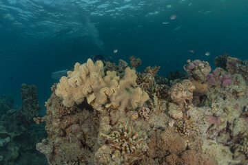 Fototapeta na wymiar Coral reef and water plants in the Red Sea, Eilat Israel 