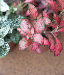 Collection of  Fittonia, 