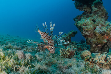 Lion fish in the Red Sea colorful fish, Eilat Israel
