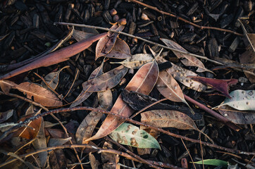 autumn leaves on the ground