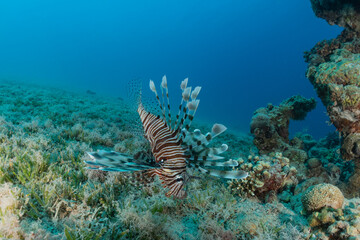 Lion fish in the Red Sea colorful fish, Eilat Israel
