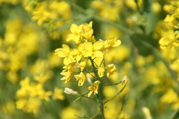 rape blossoms