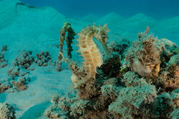 Hippocampus Sea ​​horse in the Red Sea Colorful and beautiful, Eilat Israel
