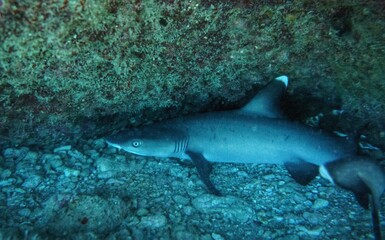 Obraz premium White Tip Reef Shark in Hawaii 