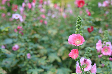 Hollyhock flower in a garden. Red pink Flower of hollyhock closeup on green blur background