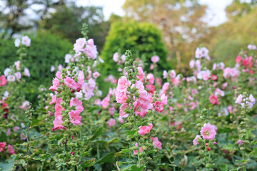 Hollyhock flower in a garden. Red pink Flower of hollyhock in park
