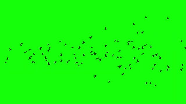 Computer generated shadow animation of a flock of black birds flying across the screen.