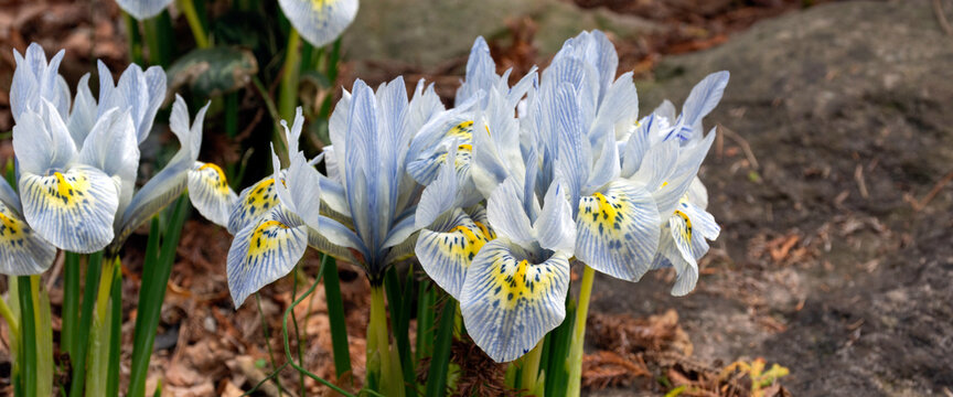 A rare blue flower, the dwarf  Iris Katharine Hodgkin, is seen blooming in early spring.