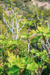 Paisajes de la sIerra de la Tramontana en Mallorca con acantilados, el mar y arboles caidos