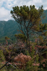Fototapeta na wymiar Paisajes de la sIerra de la Tramontana en Mallorca con acantilados, el mar y arboles caidos