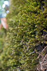 moss on the tree