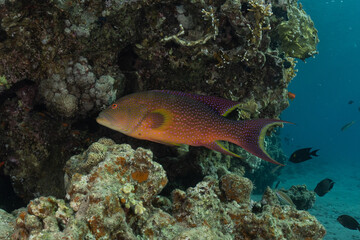 Fish swim in the Red Sea, colorful fish, Eilat Israel
