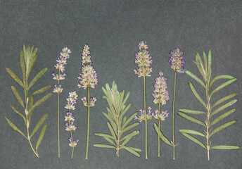 Page from an old photo album. Flowers lavender. Scrapbooking element decorated with leaves, flowers...