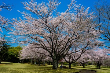Obraz premium 南立石公園の桜 