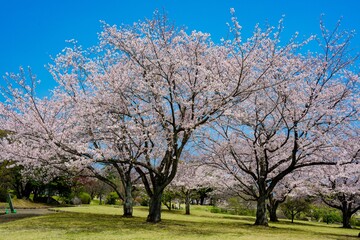 Obraz premium 南立石公園の桜 