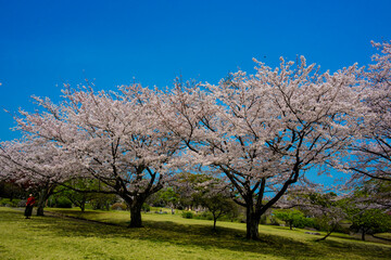 Fototapeta premium 南立石公園の桜 
