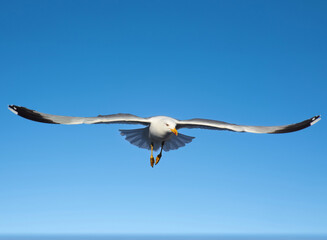 seagull in flight