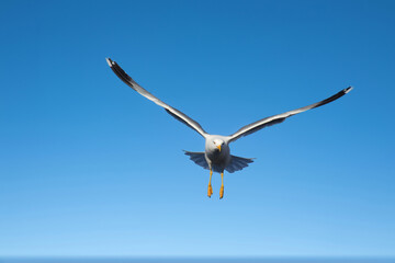 seagull in flight