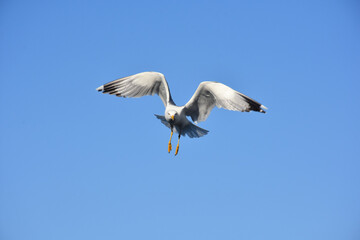 Obraz premium seagull in flight