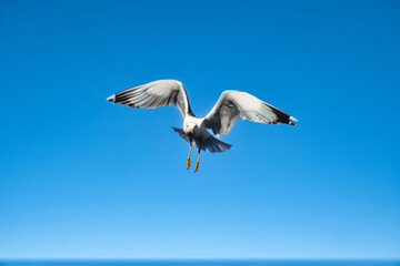 flying seagull in flight
