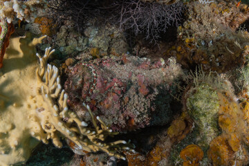 Coral reef and water plants in the Red Sea, Eilat Israel
