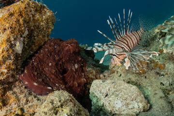 Lion fish in the Red Sea colorful fish, Eilat Israel
