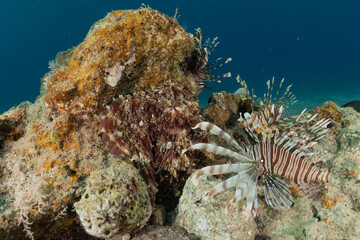 Naklejka na ściany i meble Lion fish in the Red Sea colorful fish, Eilat Israel 