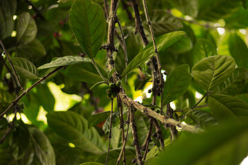 Coffea leaves and coffee beans