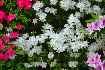 咲き始めた白色のツツジの花