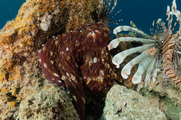 Octopus king of camouflage in the Red Sea, eilat israel 
