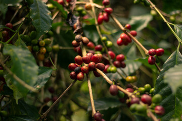 Coffee beans from an organic crop in Colombia