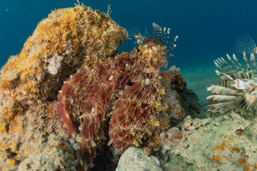 Octopus king of camouflage in the Red Sea, eilat israel 
