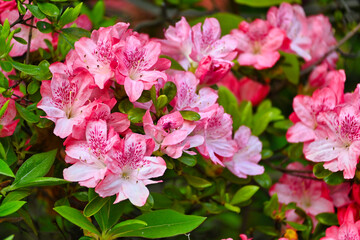 咲き始めたピンク色のツツジの花
