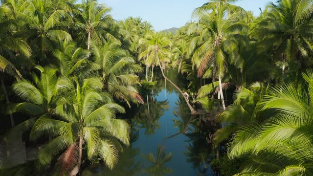 A man climbs in a bent palmtree in Maasin river on Siargao Island, Philippines.