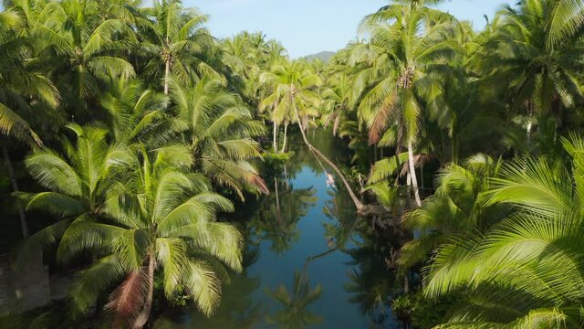 Man jumping in Maasin river from bent Palmtree Siargao Island, Philippines.