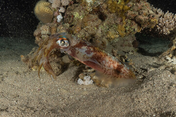 Octopus king of camouflage in the Red Sea, eilat israel 
